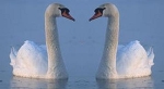 Swan in the Mirror